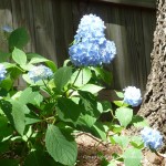 hydrangeas hydrangeas